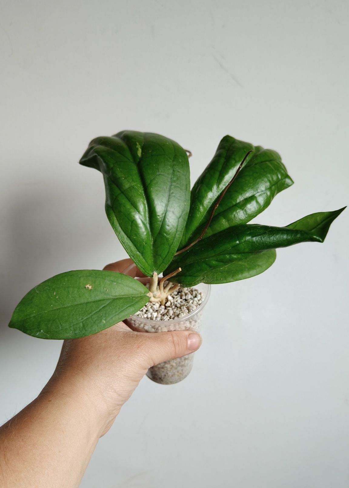 Hoya spring rabbit