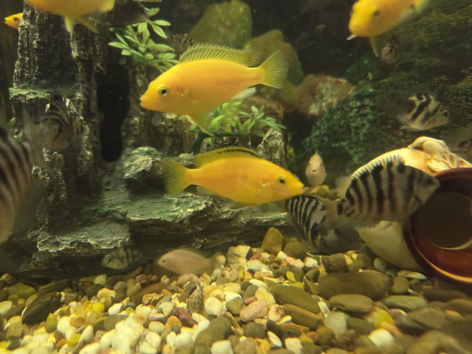 Продам рибок,цихліди, Єллоу