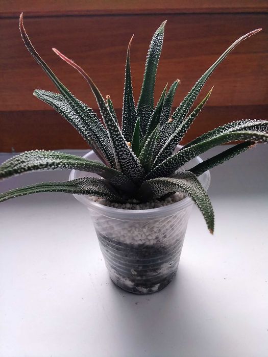 Хавортия Attenuata хавортия аттенуата