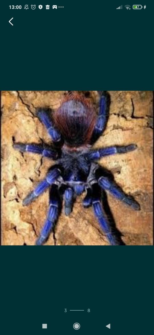 Pterinopelma sazimai паук птеринопельма, синий паук