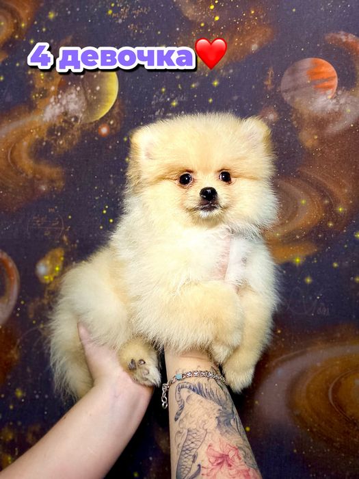 Пушистые кремовые щенки шпица — 5 маленьких солнышек