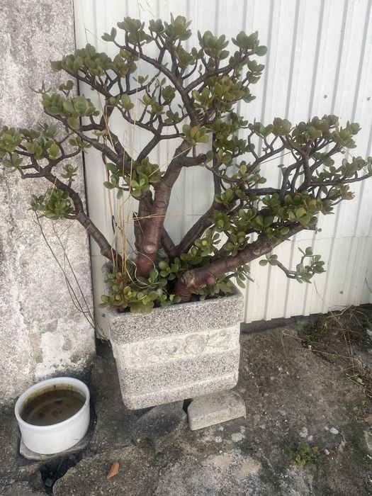 Vaso em pedra e planta jade