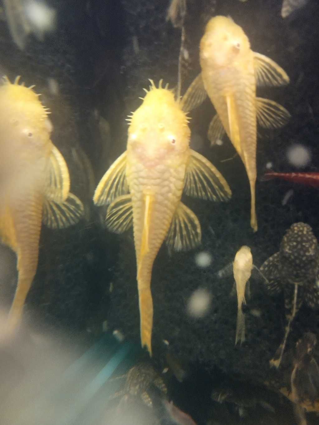 Glonojady Ancistrus sp. Albino - para