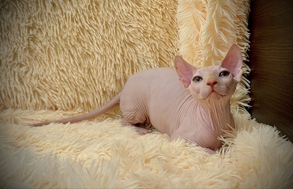 Канадский сфинкс мальчик, клуб, родословная WCF, доставка заграницу