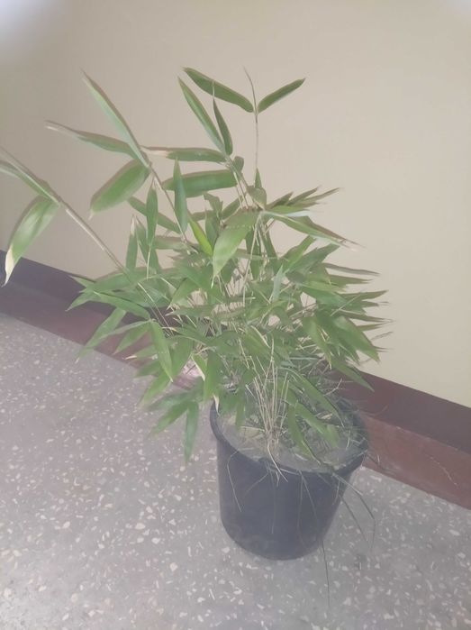 Sadzonka bambusa zimoodporny zimozielony