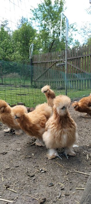 Silki kurki i koguty