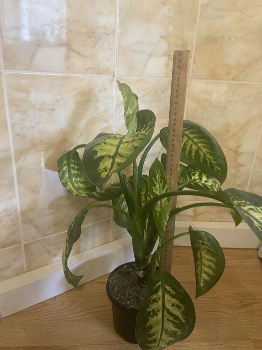 Дифенбахія, дифенбахия