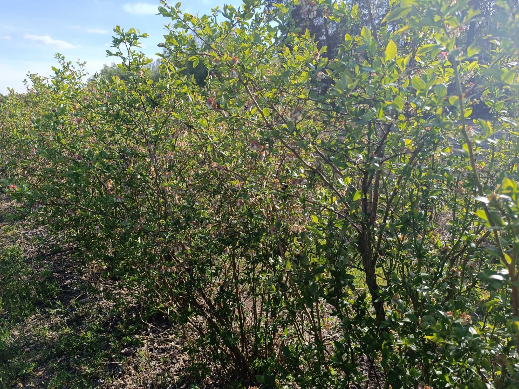 Sprzedam krzewy borówki, wy dzie rzawie plantacje