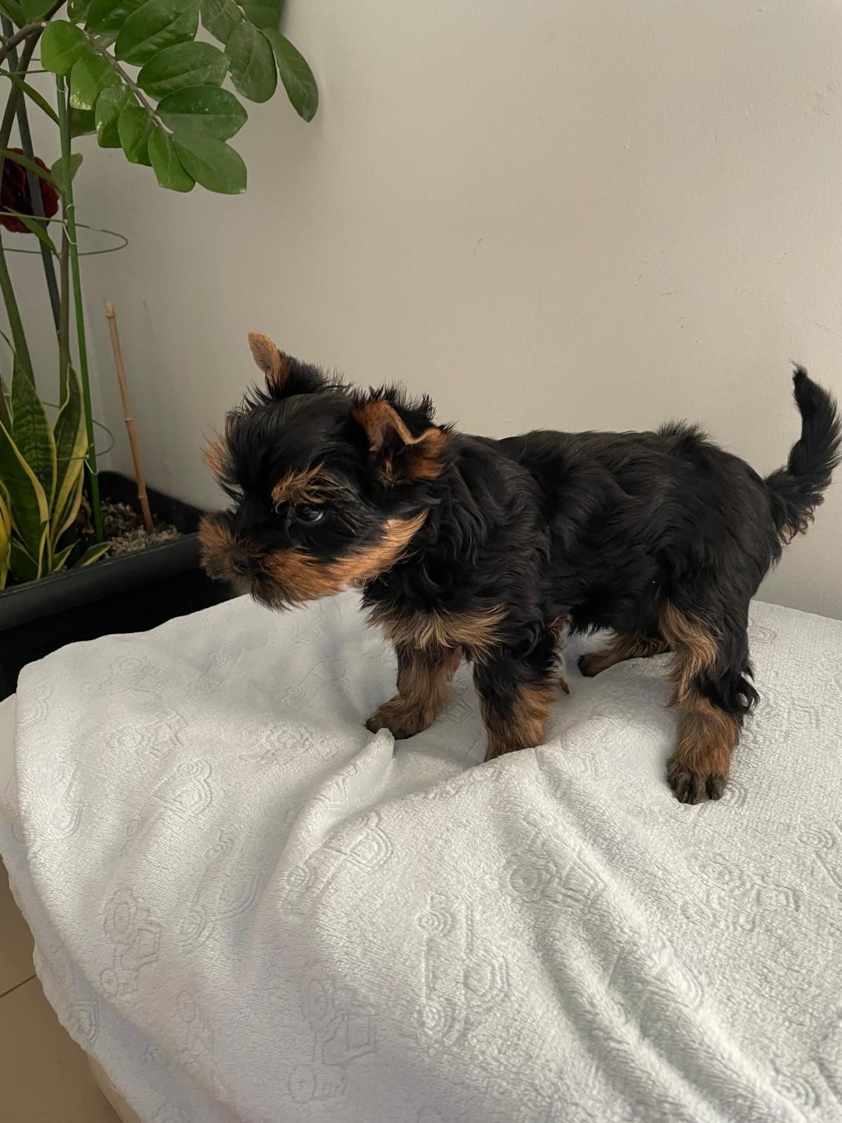 Yorkshire terrier piesek Niko