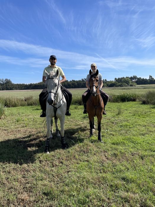 Luso-arabe e cruzado lusitano
