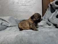 Shih-tzu Brązowa suczka mini