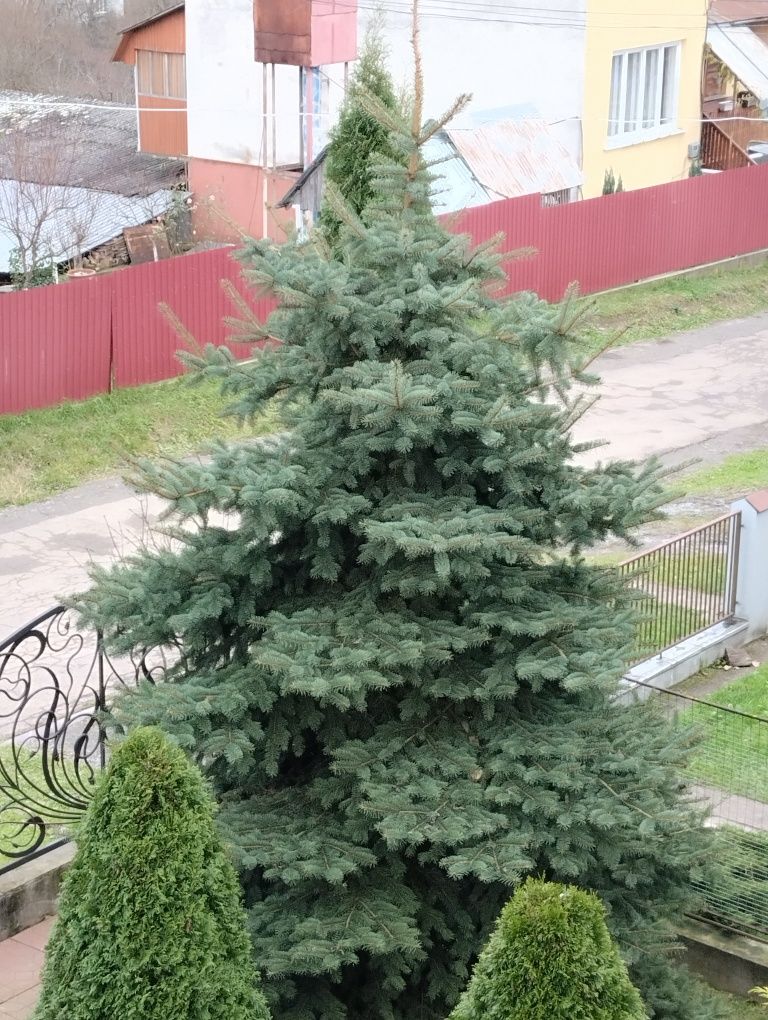 Продам ялинку живу Picea pungens