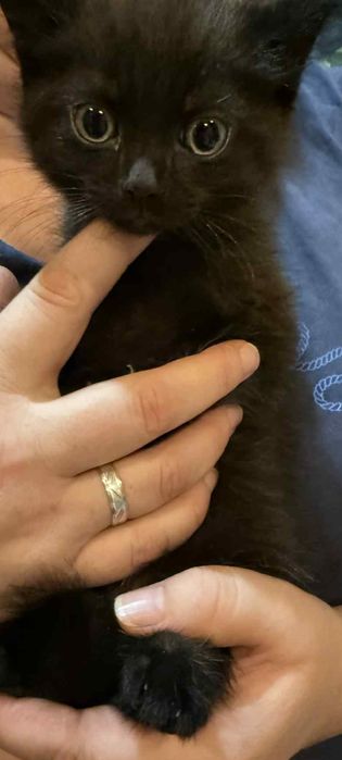 Oddam kotka za darmo