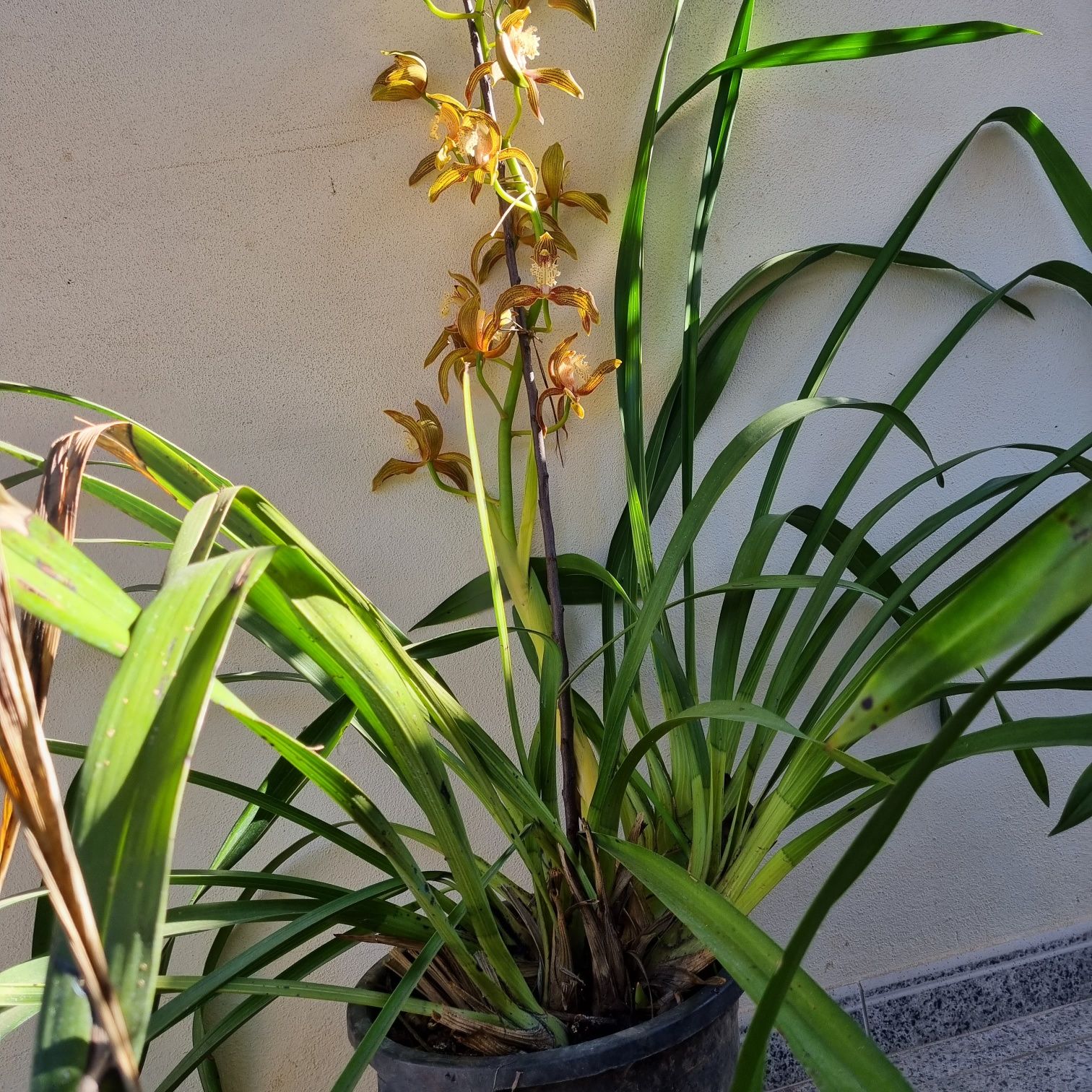 Orquídea pendular