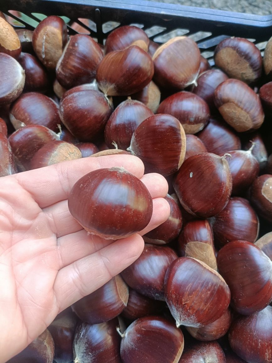 Vendo Castanhas nacionais