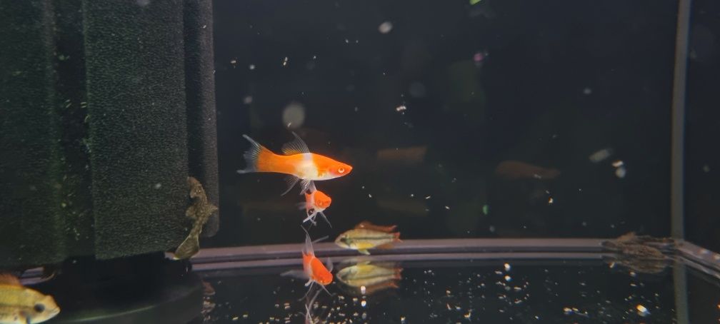Mieczyk koi weloniasty