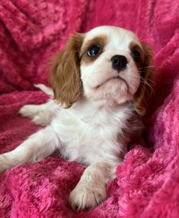 Piesek- Cavalier  King Charles Spaniel