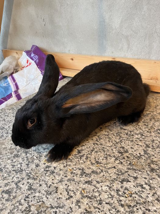 Кролики Бельгійський велетень