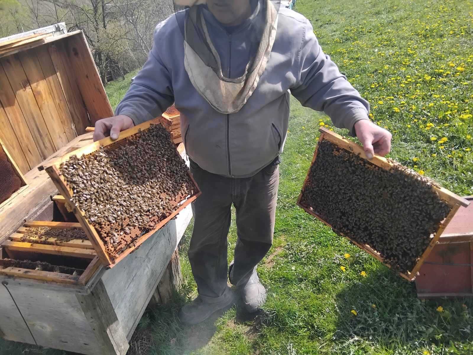 Бджолопакети Карпатська порода