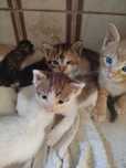 Gatinhos para adoção