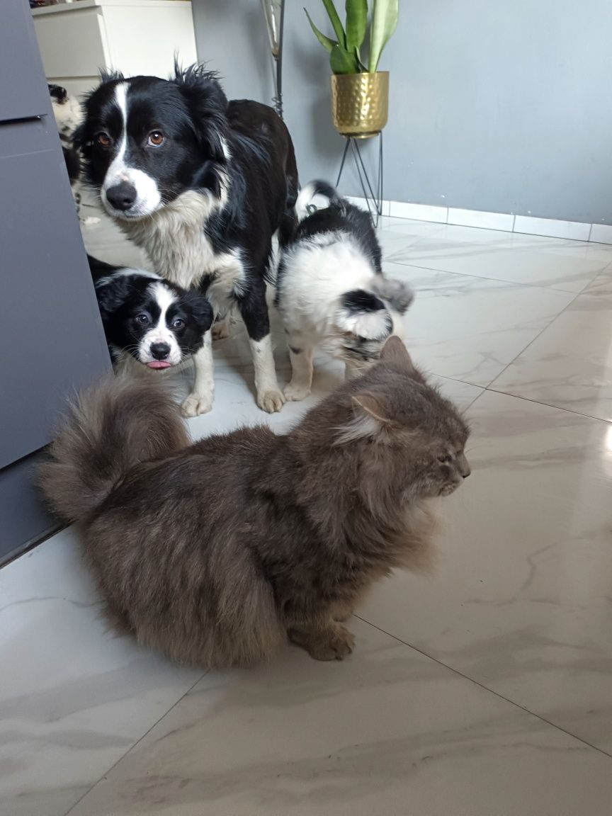 Suczka Border collie