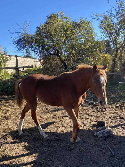 Sprzedam ogiera Tajfuna