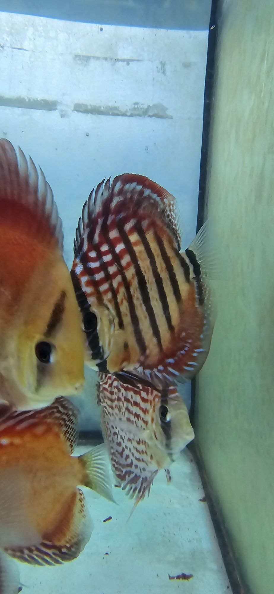 12 discus 400€ 11 a 19 cm