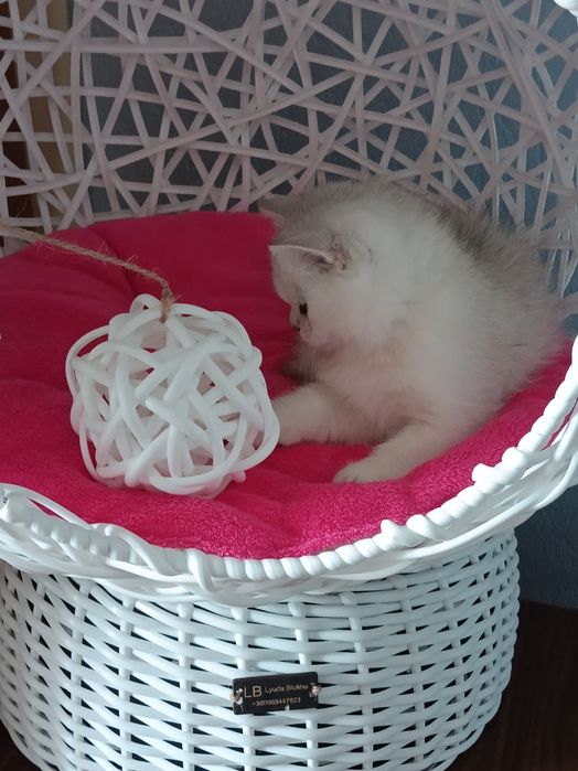 Мультяшний котик чекає мамочку