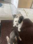 Chihuahua suczka bialo czarna