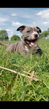 Suczka amstaff blue