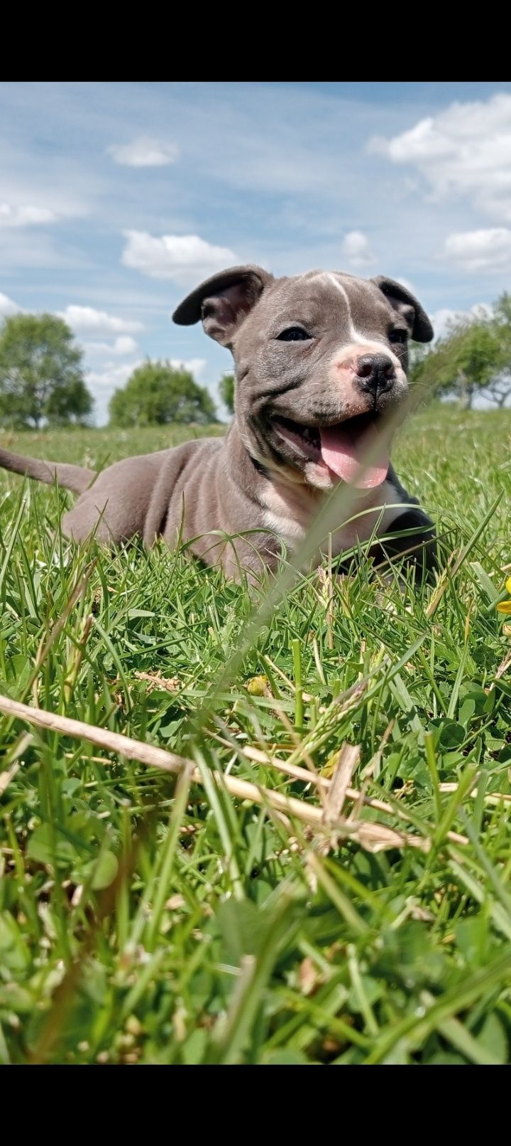 Suczka amstaff blue