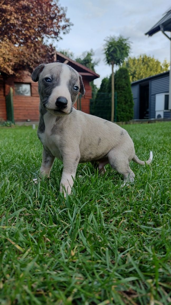 Whippet rodowód ZKwP