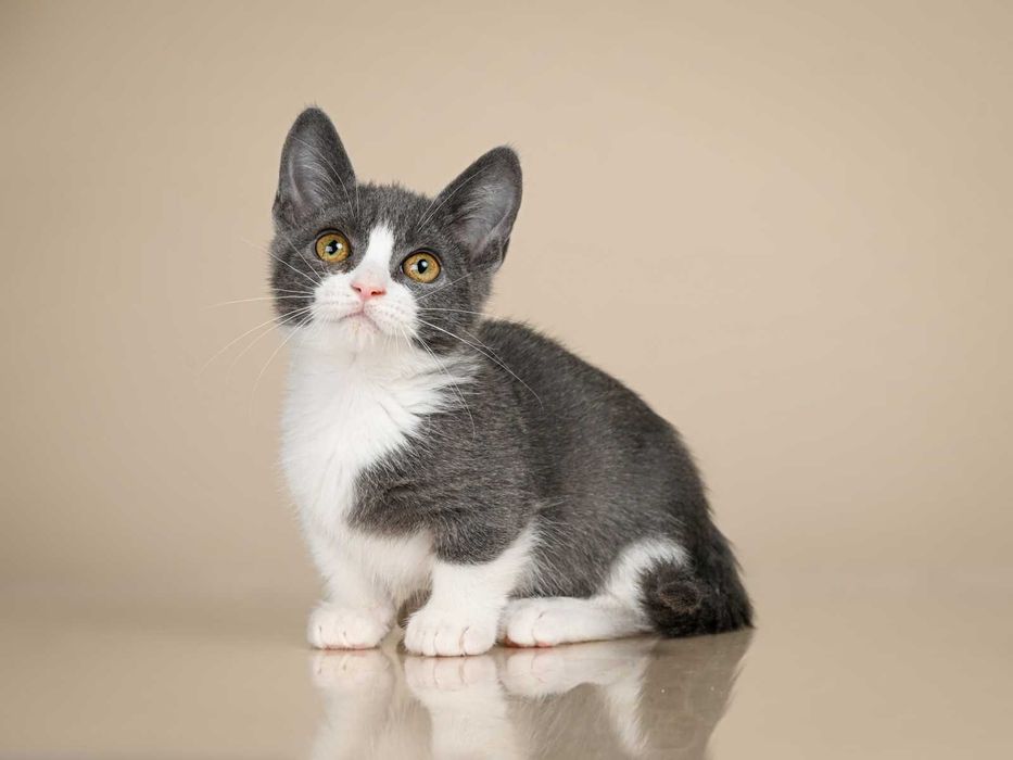 Манчкин девочка по имени Леди Грей