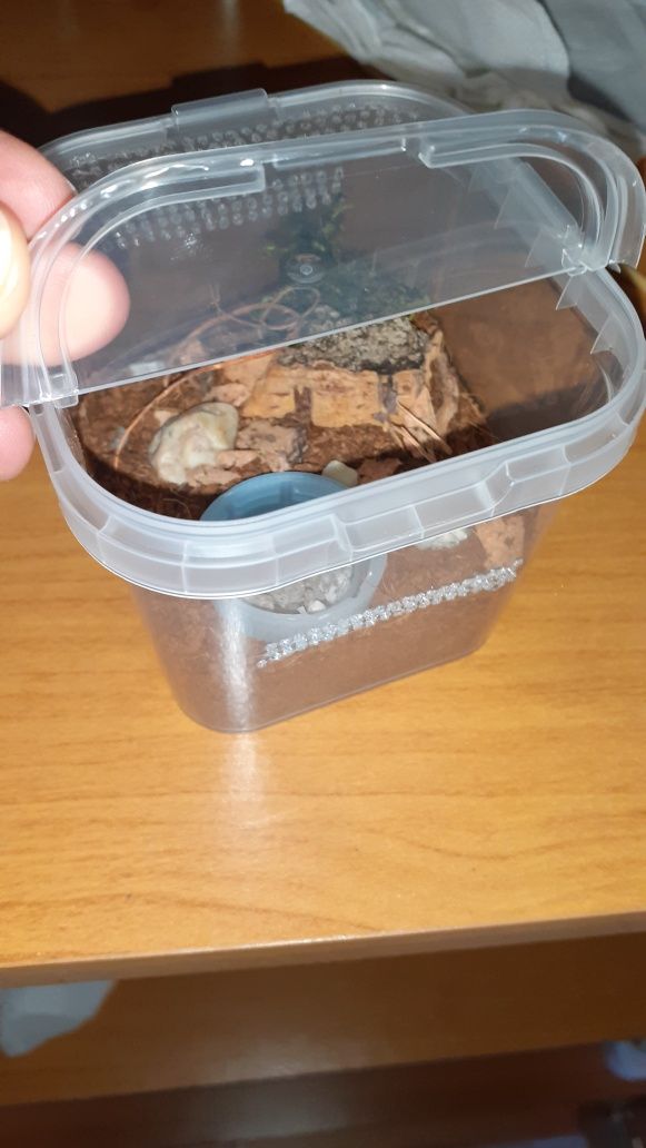 Chromatopelma cyaneopubescens l2 z gotowym pojemnikiem i karaczanami