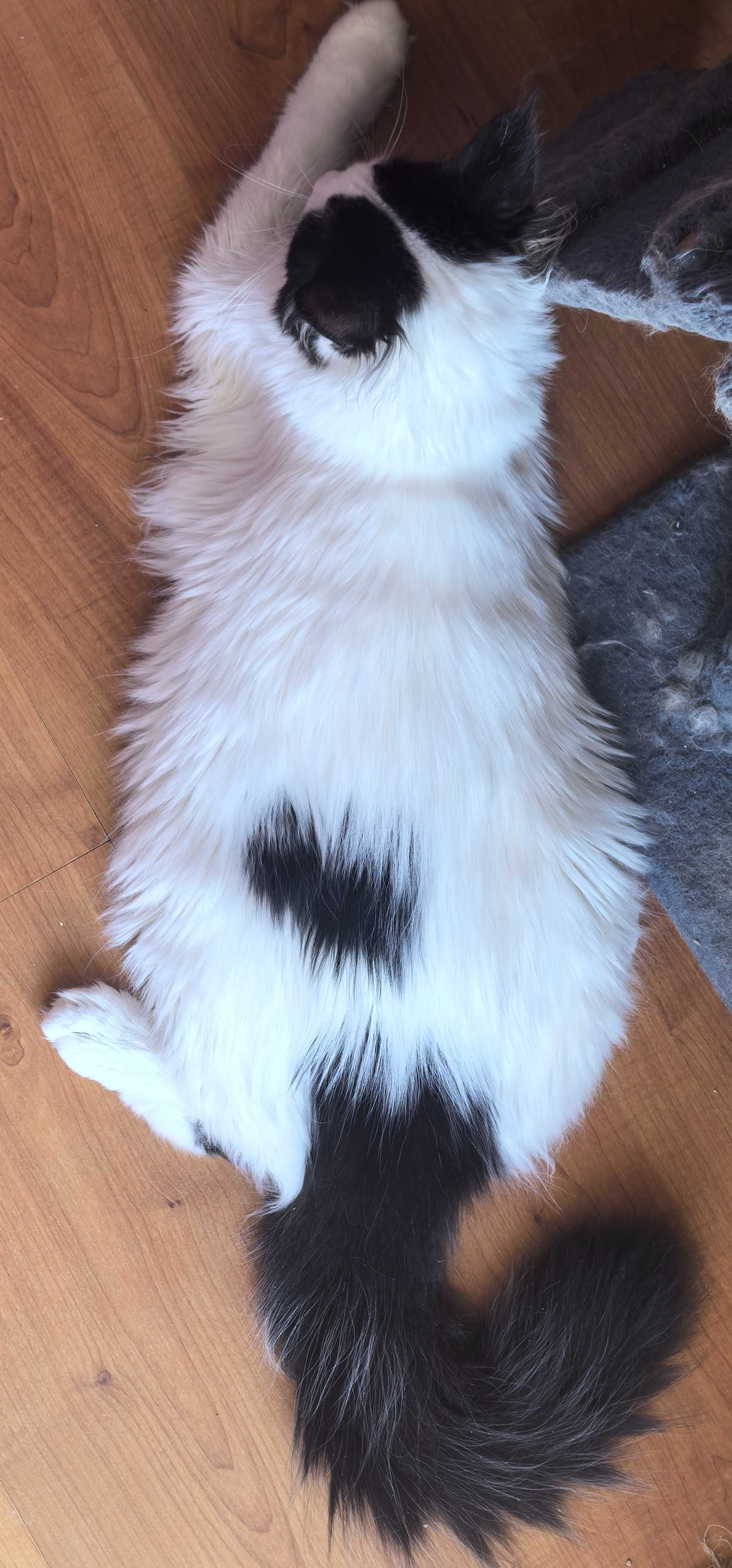 Kotęta Maine Coon