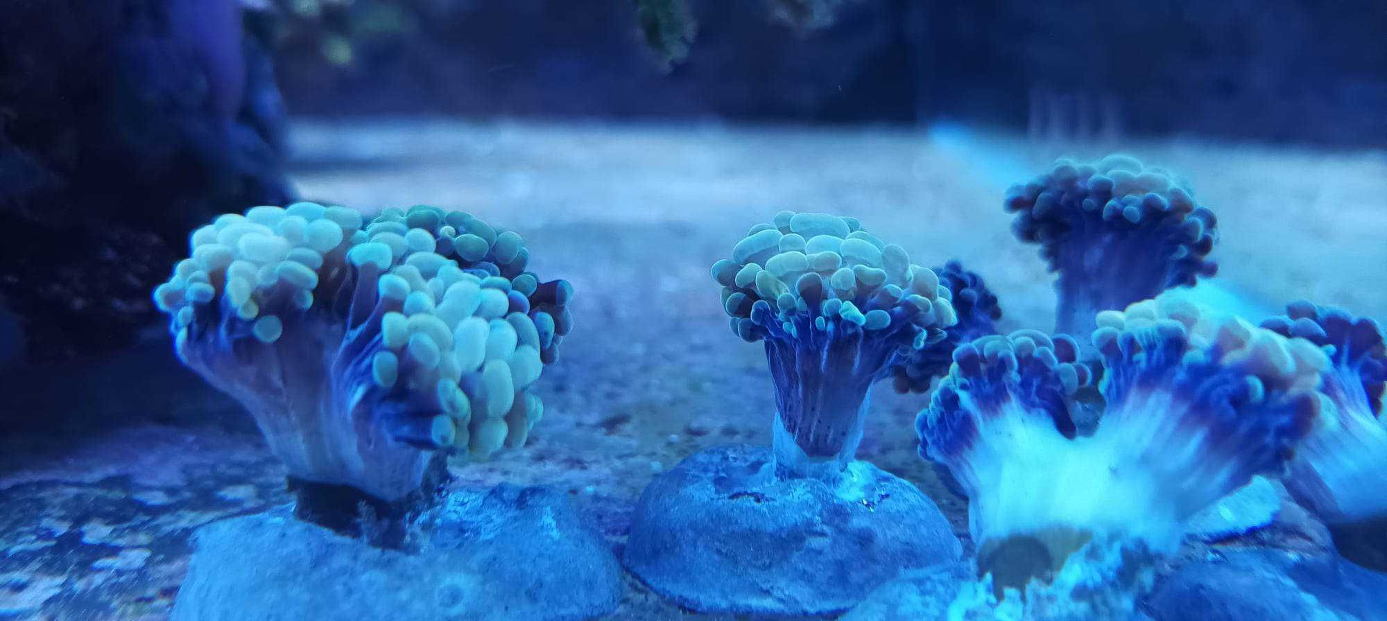 Euphyllia  paraancora piękny gold/pink