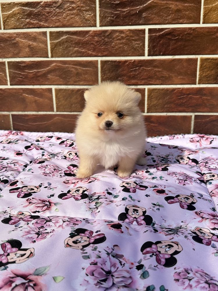 Pomeranian szpic miniaturowy