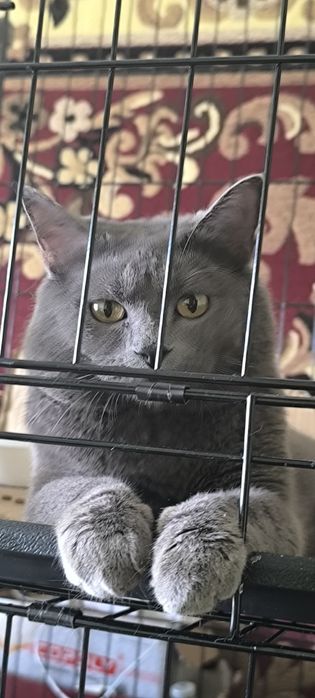 Ласковый молодой британский кот ищет любящую ответственную СЕМЬЮ Киеве
