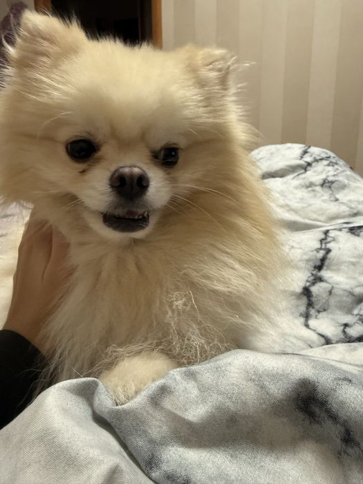 Купить собаку недорого!