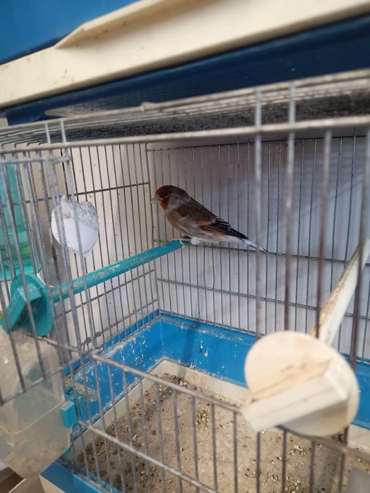 Bastard, basztardy ptaki