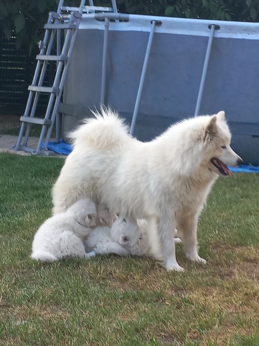 Suczka   Samoyed
