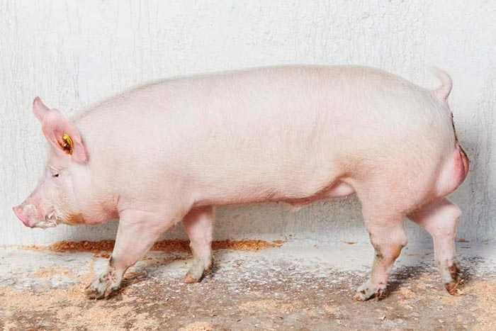 Продам Велика біла хряк