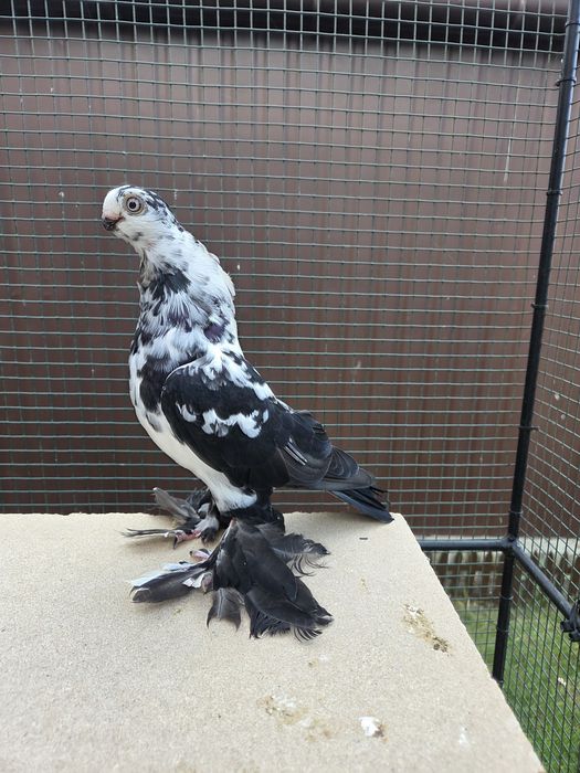 Motyl warszawski - prawdopodobnie samica