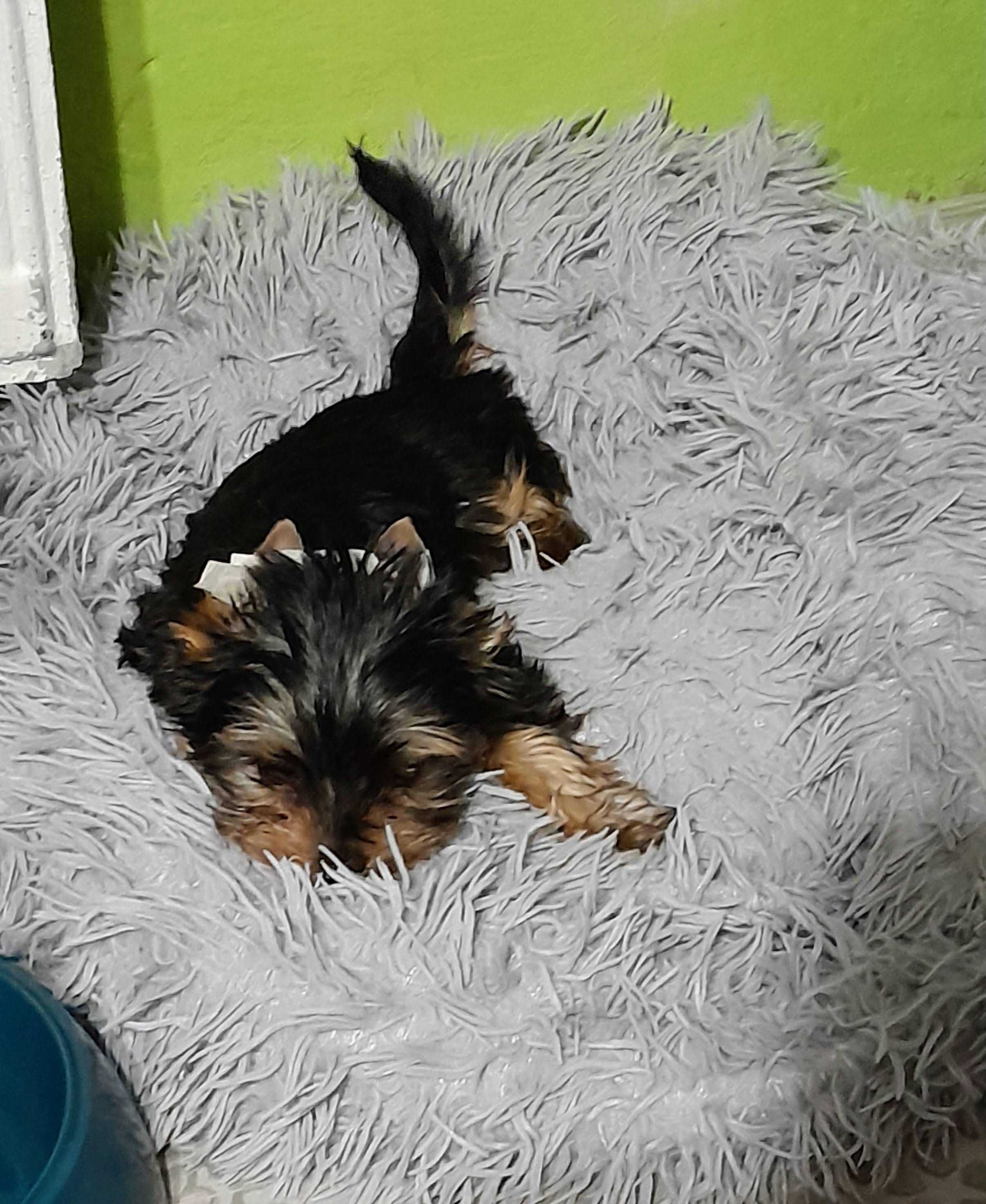 Yorkshire Terrier ZKwP (FCI) piesek