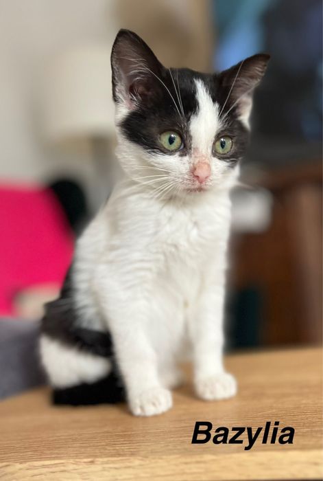 Bazylka potrzebuje domku