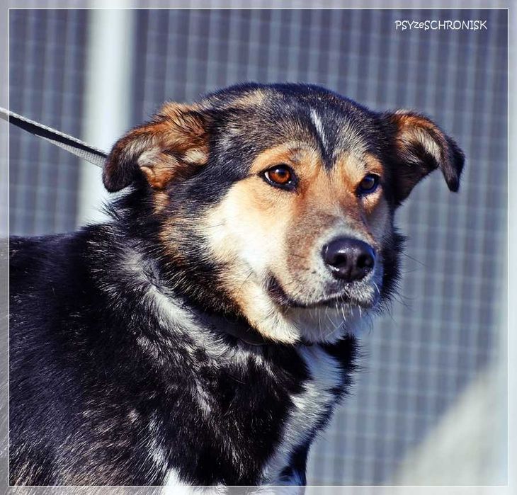 Klara – Twoja kandydatka na członka rodziny - pokochaj