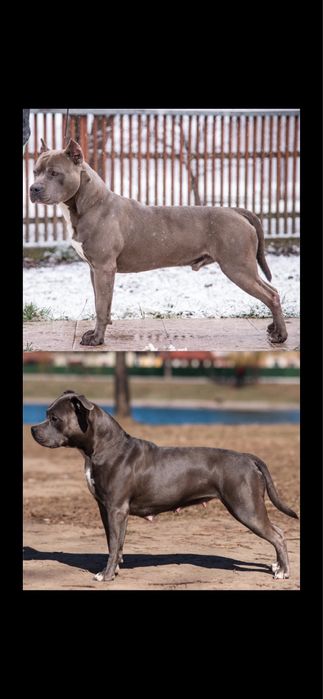 Елітний красень Амстафф Терʼєр - Чемпіонське походження !