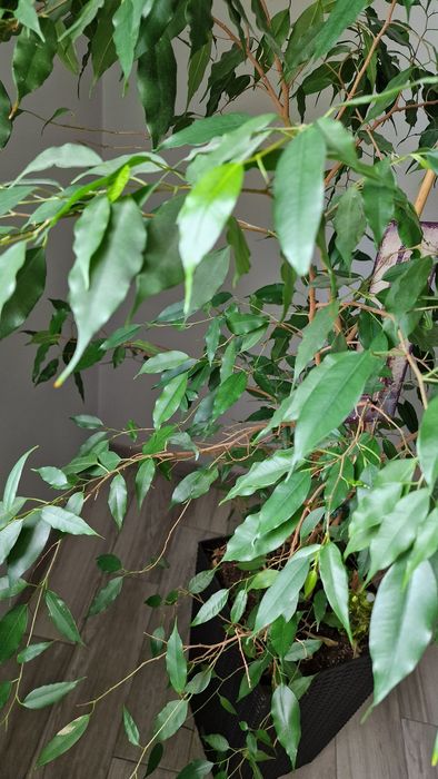 Fikus Benjamin duży