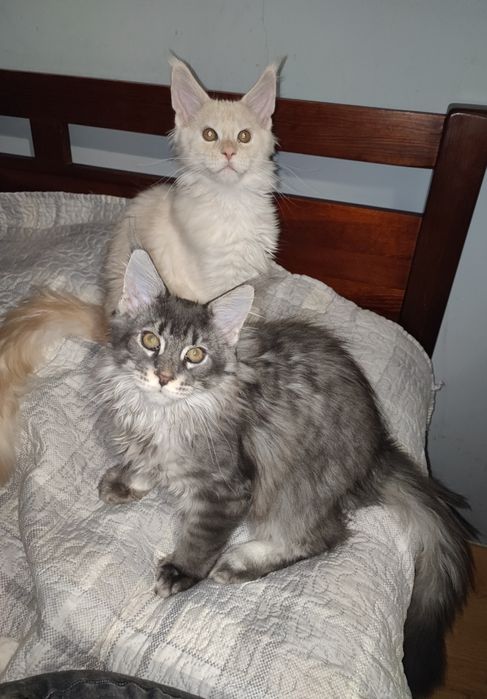 Zarezerwowany-Śliczny Kocurek Maine Coon z Rodowodem Fpl