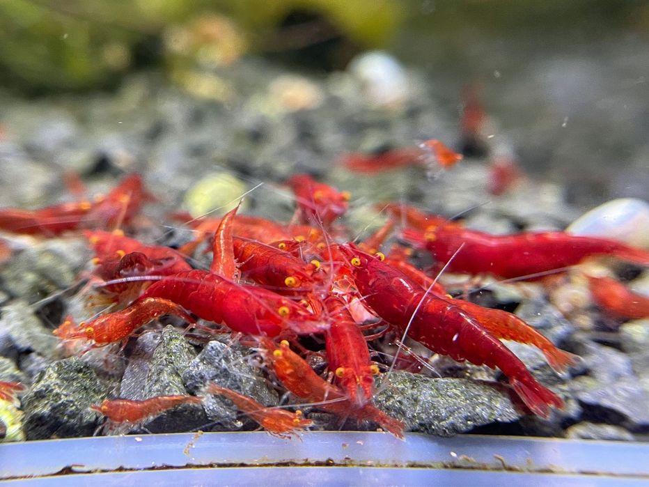 Neocaridina Red Demon (Orange Eyes) – Raros